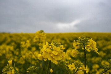 Close-up of vibrant yellow rapeseed flowers blooming in a vast field under a moody, overcast sky.