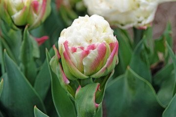 Puffy white and pink double late Tulip, tulipa ‘Ice cream’ in flower.