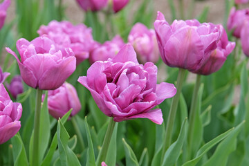 Purple double late Tulip, tulipa ‘Dancing Passion’ in flower.