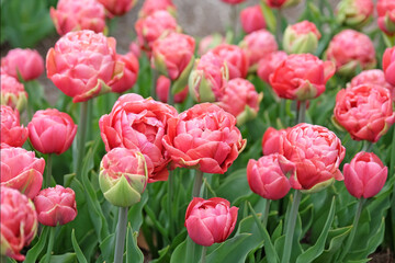 Copper orange double late Tulip, tulipa &lsquo;Copper Image&rsquo; in flower.