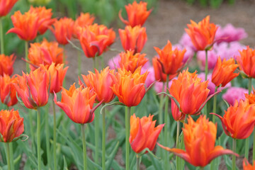 Orange ballerina double late Tulip, tulipa ‘Campbell’ in flower.