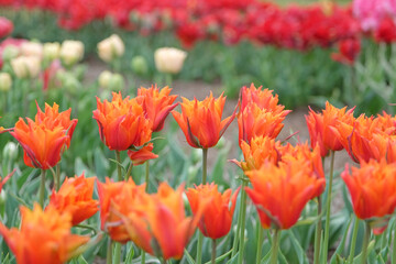 Orange ballerina double late Tulip, tulipa ‘Campbell’ in flower.