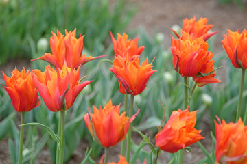 Orange ballerina double late Tulip, tulipa ‘Campbell’ in flower.