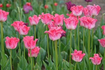 Tall pink and white coronet Tulip, tulipa ‘Crown of Dynasty’ in flower.