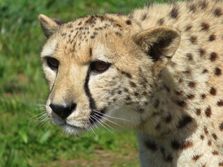 guépard grand félin savane Afrique 