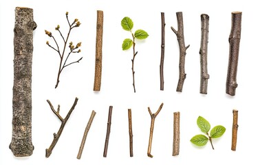 Assorted natural branches and twigs arranged on a white background.  Collection of various sized wood pieces, some with buds and leaves.  Display of natural elements
