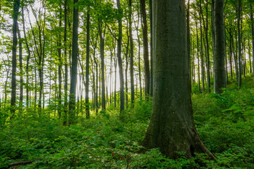 Forest background. Dark forrest nature view.
