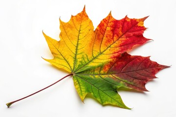 Fototapeta premium Vibrant Autumn Leaf Showcasing Vivid Red, Yellow, and Green Hues Generative AI