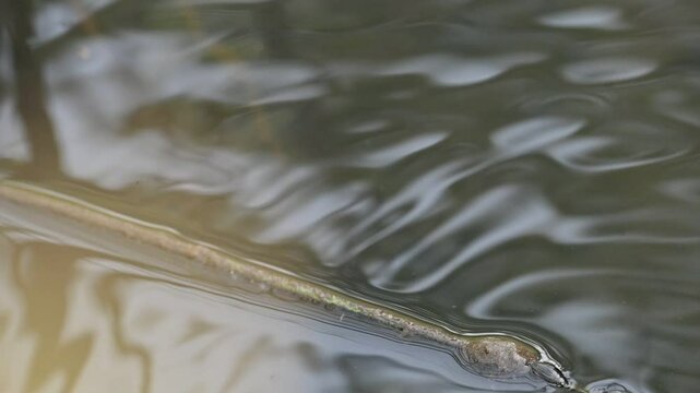 Whirligig beetles or water beetles on water surface. It is a comprising the family&nbsp;Gyrinidae. Usually they swimming on the surface of water, but they can also swimming inside water. Slow motion video.