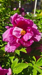 Fototapeta premium Bright pink peony flower blooming under the sunlight in a lush green garden. Symbol of beauty, romance and the arrival of spring
