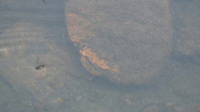 Whirligig beetles or water beetles on water surface. It is a comprising the family&nbsp;Gyrinidae. Usually they swimming on the surface of water, but they can also swimming inside water. Slow motion video.