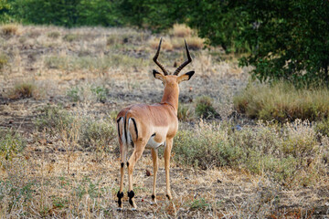 Impalas in South Africa