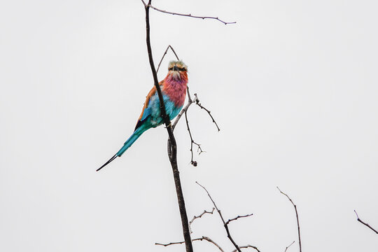 Lilac Breasted Roller, in South Africa 