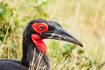 Ground hornbill, Africa 