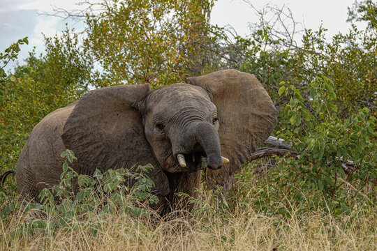 Elephant in the wild, Africa 