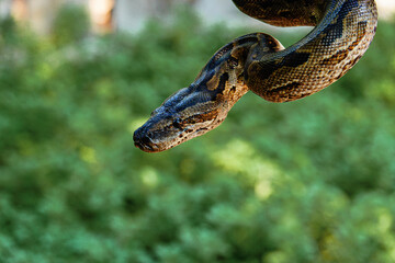Python in the wild, Africa 