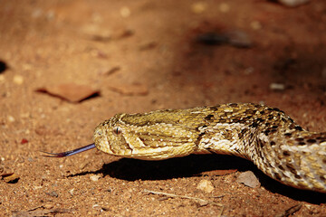 Snake, Puff Adder in the wild, Africa 