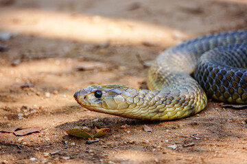 snake, cobra in the wild, Africa 