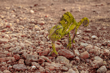 Chameleon on the grown in the wild, Africa 