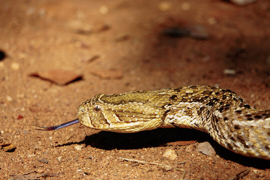 Snake, Puff Adder in the wild, Africa 
