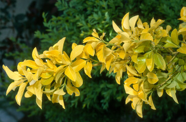 Fusain, Euonymus japonicus 'Aureus', euonymus 'Luna'