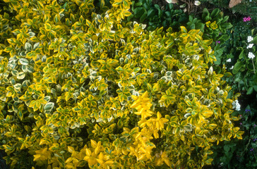 Fusain, Euonymus japonicus 'Emerald'n Gold'