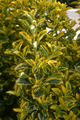 Fusain, Euonymus japonicus 'Emerald'n Gold'