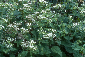 Eupatoire à feuilles molles, .Eupatorium rugosum