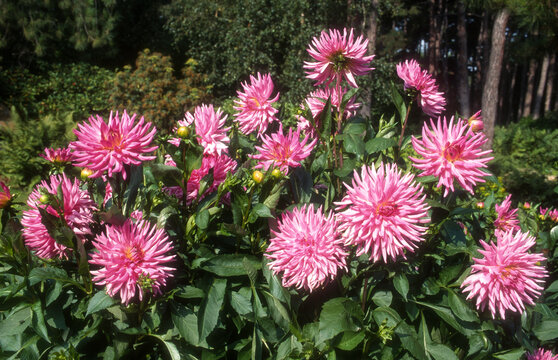 Dahlia cactus 'Angelique'