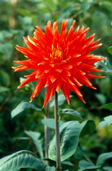 Dahlia semi cactus 'Royal Wedding'