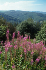 Chamaenerion angustifolium,  Epilobe en épi, 07, Ardeche, France