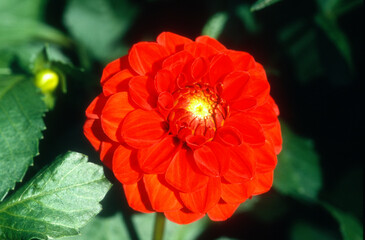 Dahlia pompon 'Diable Rouge'