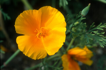 pavot de Californie, eschscholzia californica
