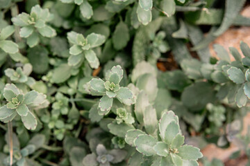 Lush green succulent plants thriving in a natural outdoor setting