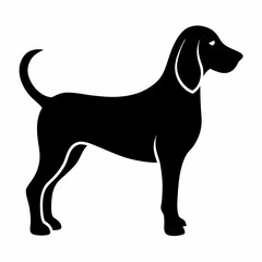 dog Bracco Italiano black and white dog