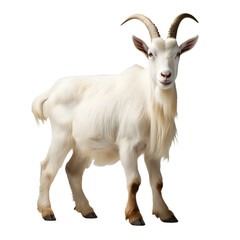 White goat isolated on transparent background