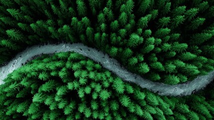 Obraz premium Aerial View of Winding River Through Lush Forest - Serene aerial shot of a winding river flowing through a dense evergreen forest. Perfect for nature, travel, or environmental themes
