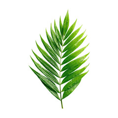 Green tropical palm leaf plants isolated on transparent background