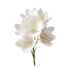 Obraz premium A small bouquet of white jasmine flowers with visible stems isolated against a black background view close up