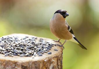 bird sitting on bird feeder with sunflower seeds. The common bullfinch