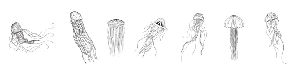 Jellyfish Illustrations in Art Ink Style