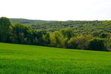 A breathtaking spring day in the wild mountains with forests and green slopes.
