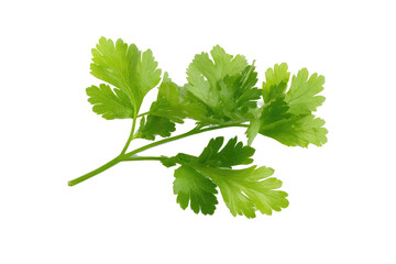 A sprig of fresh green parsley with multiple leaves isolated against a solid black background studio shot