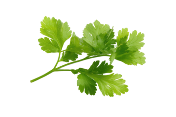 A sprig of fresh green parsley with multiple leaves isolated against a solid black background studio shot