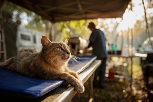 Tabby cat lying calmly on a vet exam table under soft outdoor lighting. This image speaks of attentive care, medical support, and feline trust in field conditions.

