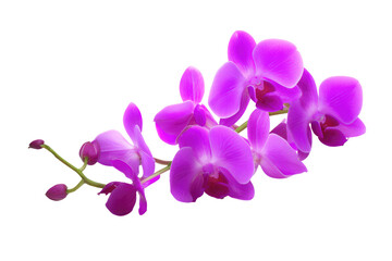 A close up of a vibrant purple orchid flower with a black background in a horizontal composition view