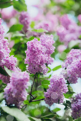 Purple lilacs bloom beautifully in a garden during springtime