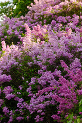 Fototapeta premium Vibrant lilac blooms in a lush garden during spring season