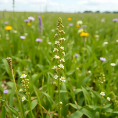 Naklejka premium Field pennycress, thlaspi arvense plant in agriculture field. Flower, spring background