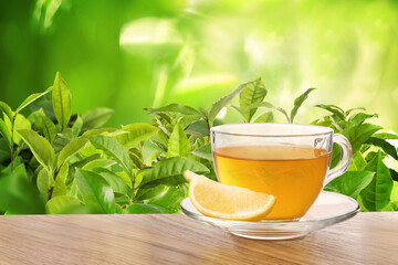 Cup of green tea and lemon wedge on wooden table in tea plantation. Space for text